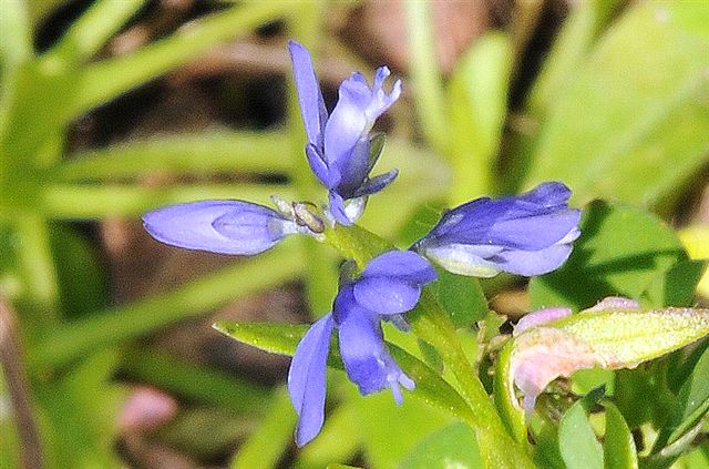 Fiore di montagna azzurro - Polygala sp.